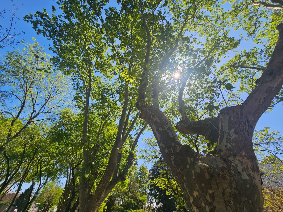 Llegó la primavera y los árboles de plátano vuelven a estar en el centro de la discusión por las alergias. 