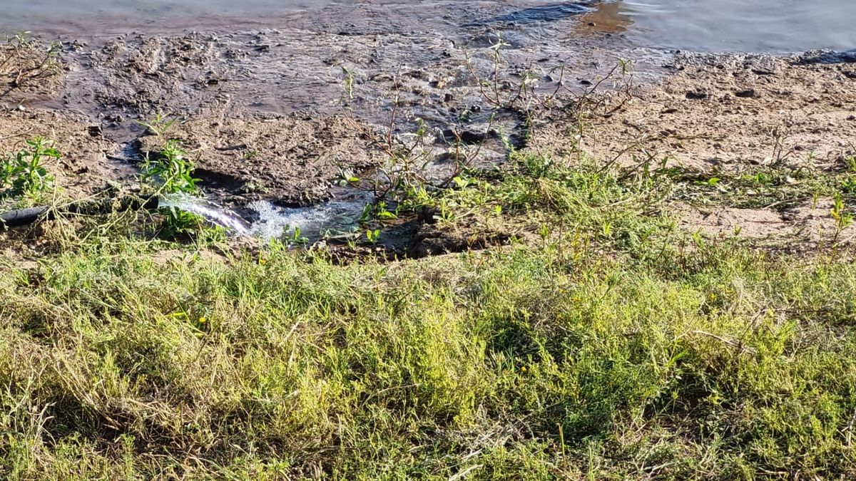 Ya no hay mojarras en la laguna, por sequía y por pesca sin control –  Semanario Dia7