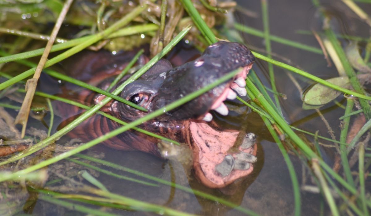 La muestra podrá verse hasta el 19 de octubre en El Telégrafo de Monte Grande.