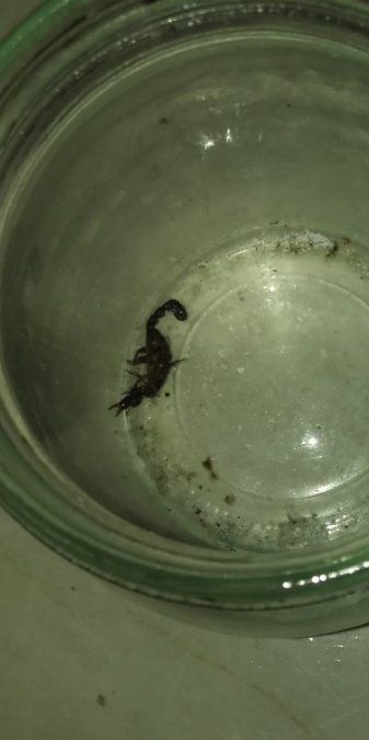 Vecina de San Vicente fue picada por un alacrán.