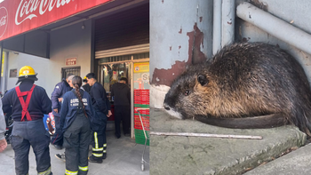 Curiosa aparición de una nutria en pleno Monte Grande: la rescataron los bomberos