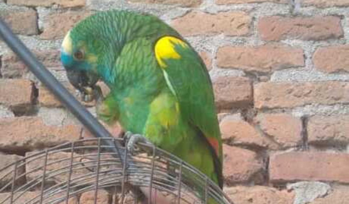 El loro que busca Roberto, robado en Monte Grande.