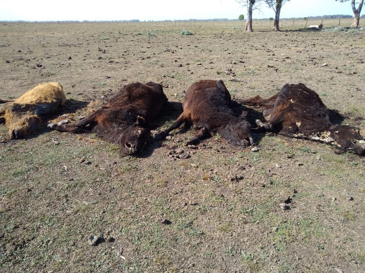 En algunos campos de San Vicente los productores sufrieron las muertes de vacas ante la falta de alimento por la sequía. 