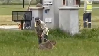 Brutal agresión a un carpincho en un country de Canning