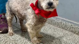 un perro fue rescatado y operado de urgencia en adrogue: espera un nuevo hogar