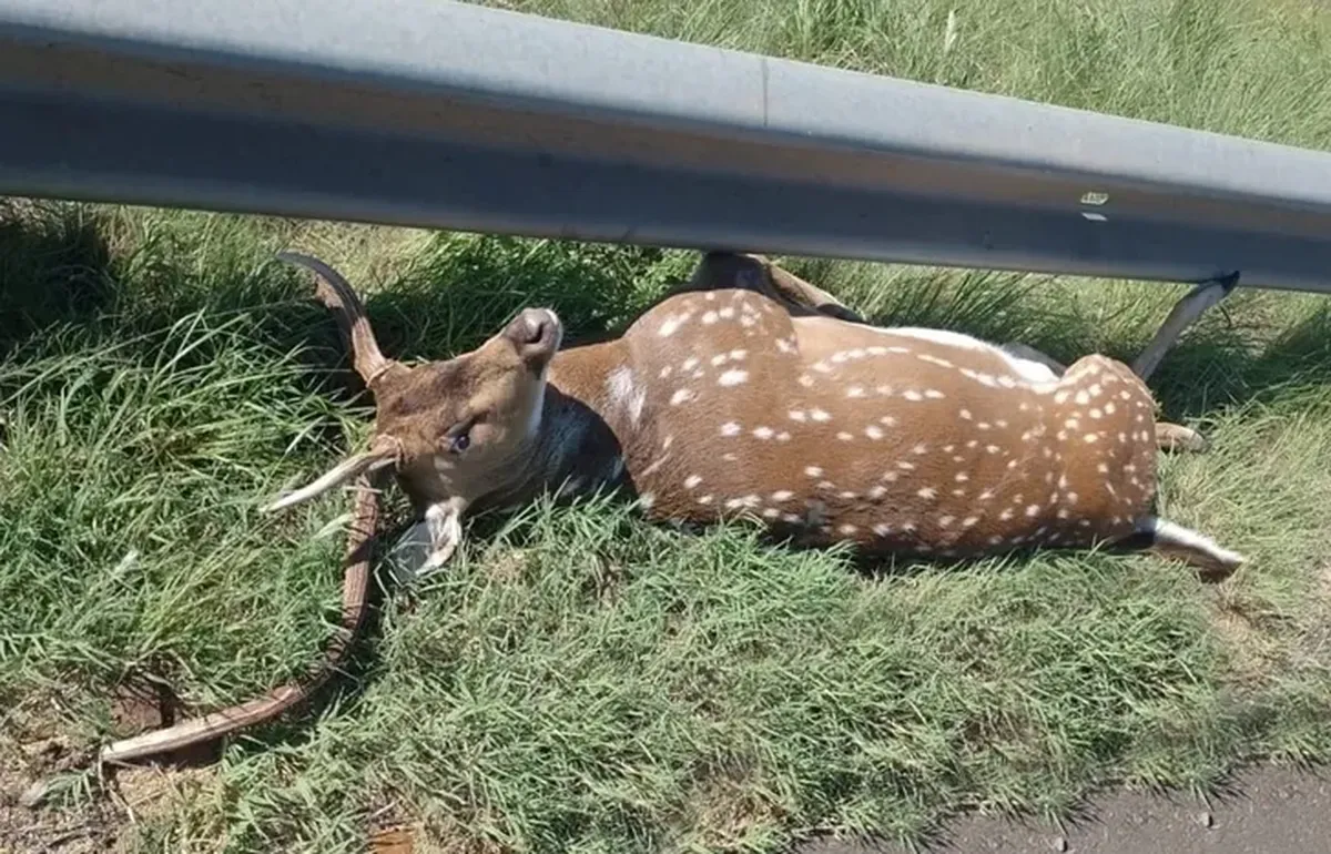 El ciervo quedó tendido a un costado de la Ruta 14 tras ser embestido por el vehículo del matrimonio de Lomas.