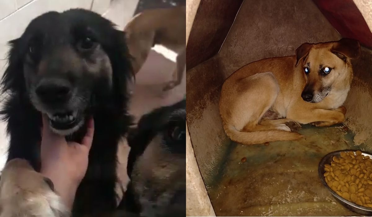 Lomas de Zamora: murió una proteccionista de animales y buscan hogar para sus 11 perros