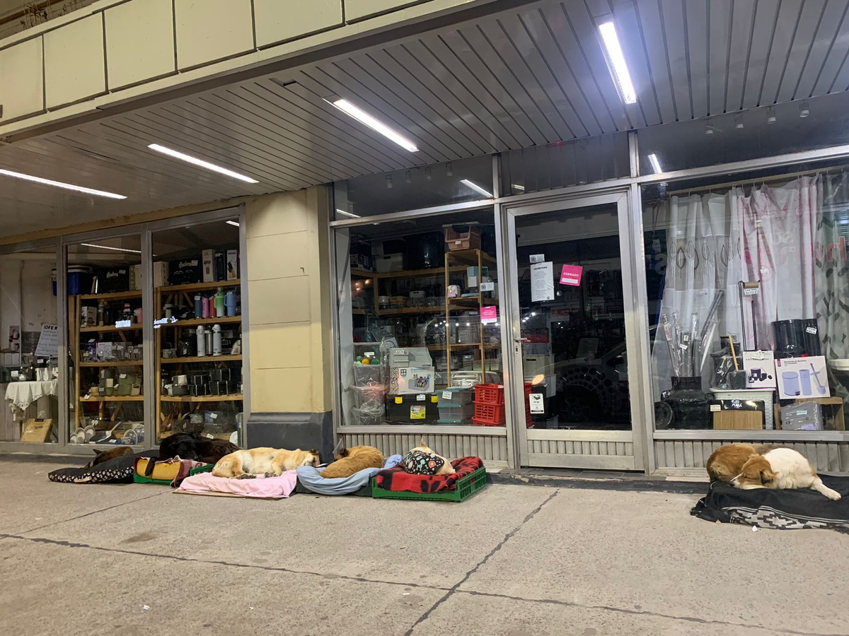 Para los perros, la vereda del bazar se transformó en un espacio seguro donde descansar.   