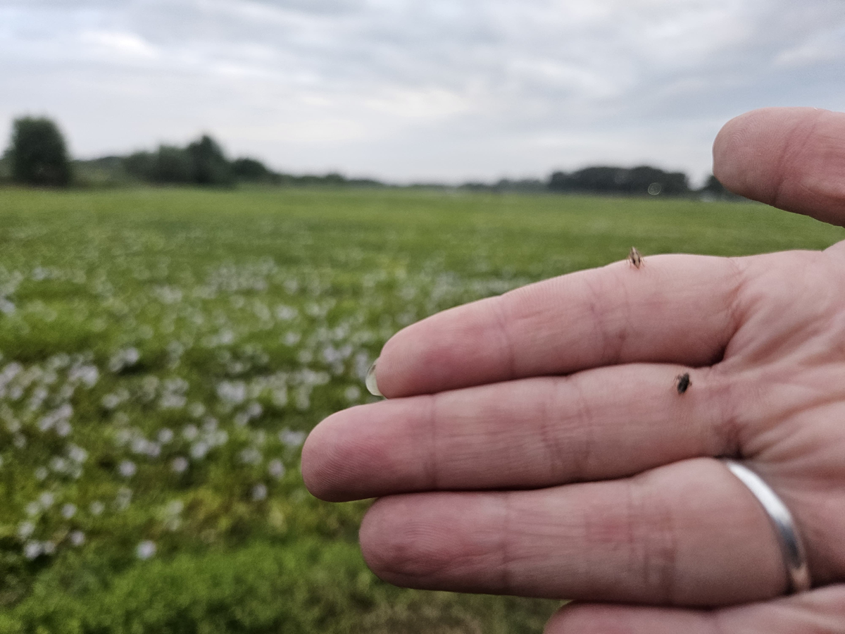 Los insectos son diferentes a los “gorgojos” que se habían introducido en la laguna en el marco de un proyecto similar en 2018.