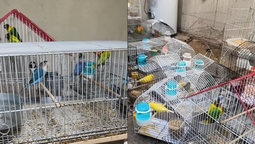 allanamiento en lanus por venta de aves: rescataron 40 ejemplares silvestres