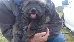 temperley: un hombre de 75 anos sufrio el ataque de una viuda negra, que mato su perro a punaladas