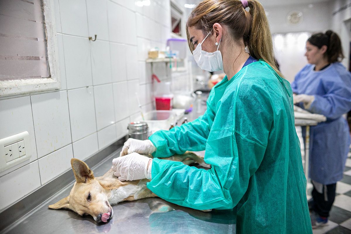 Zoonosis Brown ayuda a animales de la regi&oacute;n.