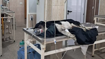 Lanús: denuncian a un hombre de 73 años por matar a un perro con un rifle