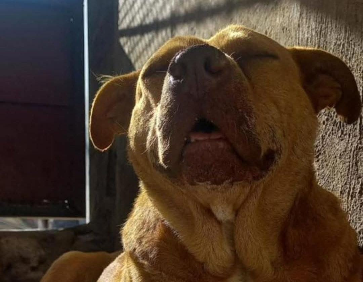 El animal de Lomas de Zamora murió en el acto.