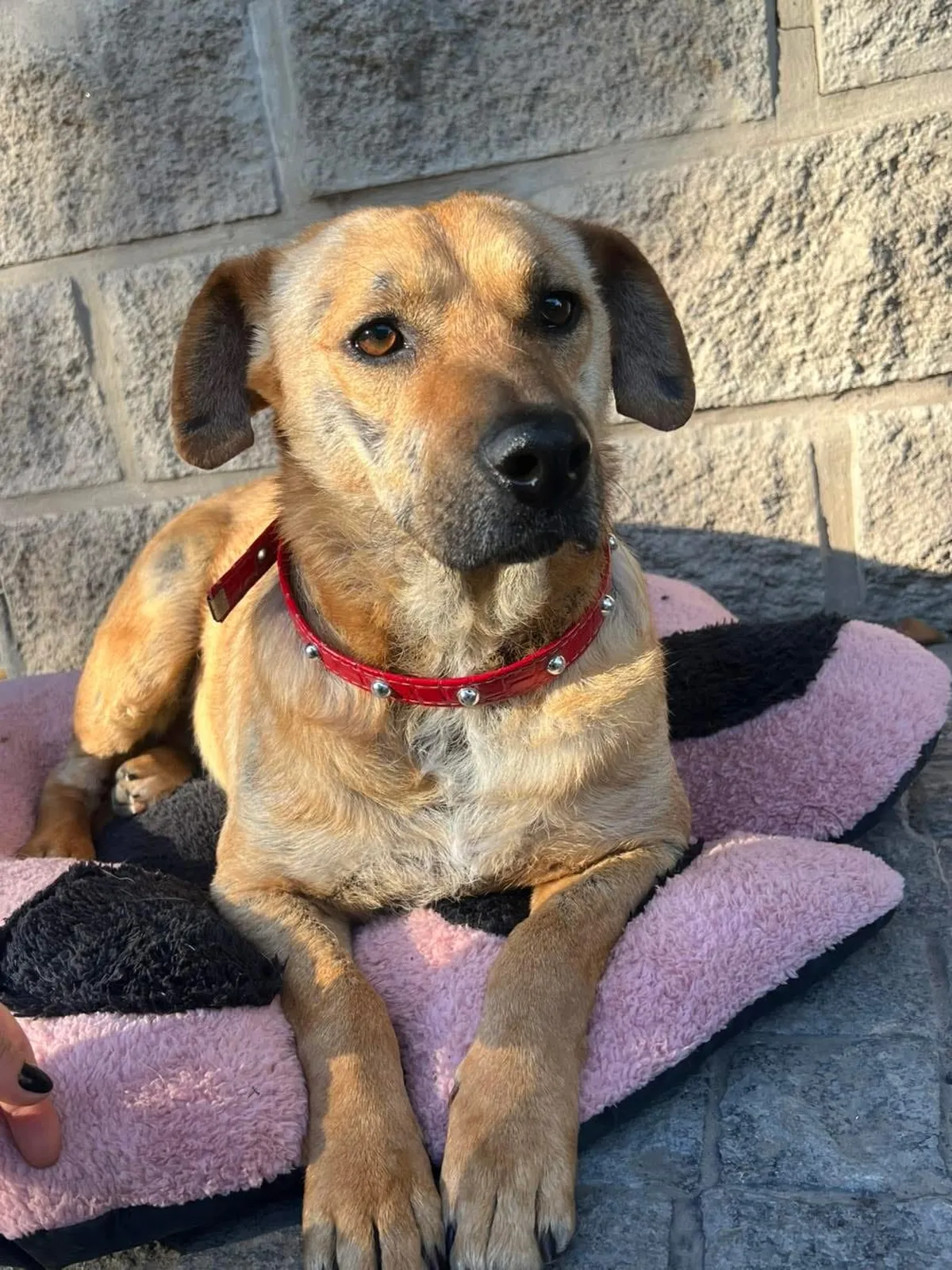 Patitas Glew rescata y da en adopción a perros.