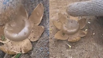 Video: el hongo que no podés dejar de ver que hallaron en el Parque Pereyra Iraola