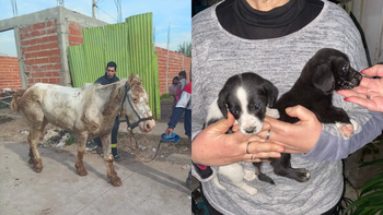 Monte Grande: los bomberos rescataron a dos perritos y un caballo