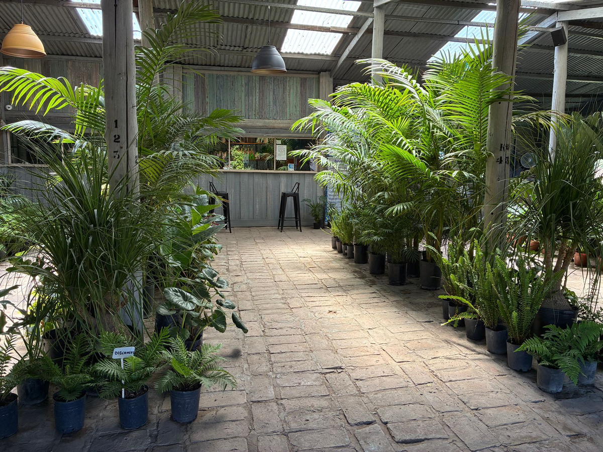 Los precios de las plantas tropicales pueden variar desde los $50.000 en adelante.&nbsp;