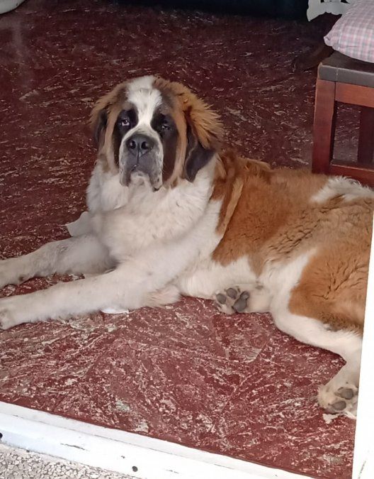 Simona, la perra que espantó al ladrón que quiso entrar a robar en Lomas de Zamora.