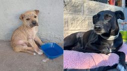 el grupo de voluntariados de glew que salva animales y promueve castraciones en almirante brown
