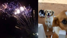 pirotecnia y mascotas: recomendaciones para proteger a perros y gatos en ano nuevo