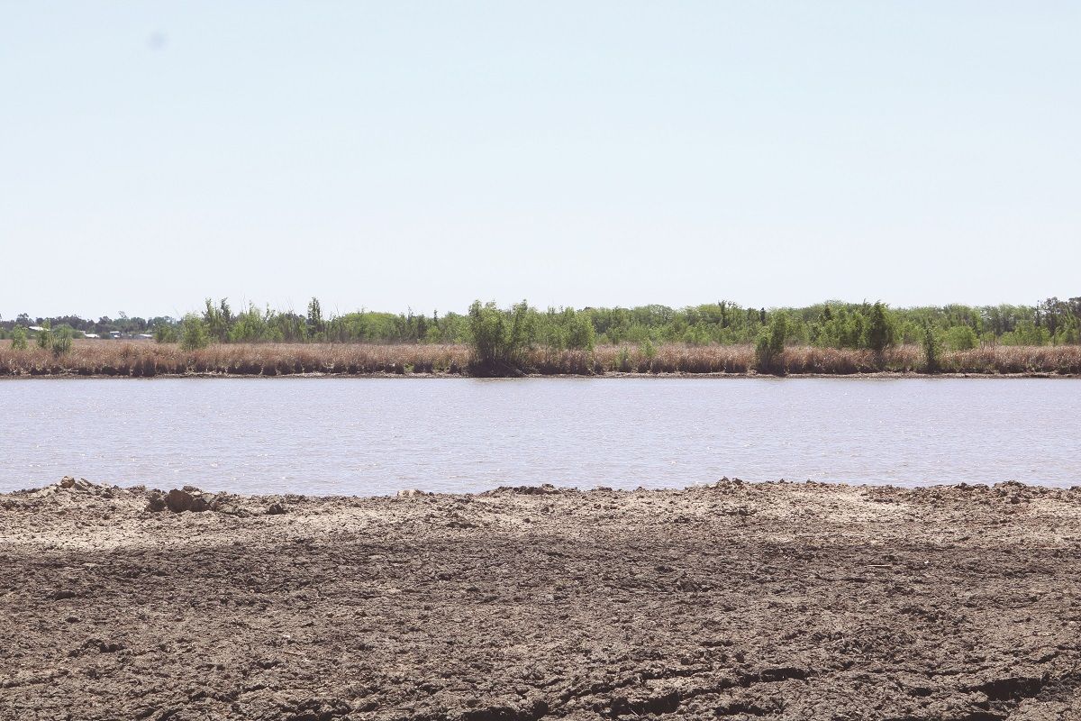 Ya sacaron todas las plantas de la laguna de San Vicente fueron 2.000
