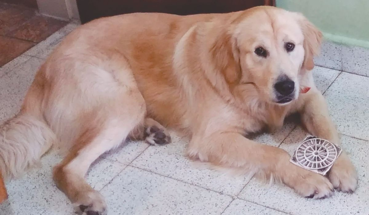 Otis, el perro que fue secuestrado y movilizó a todo San Vicente.