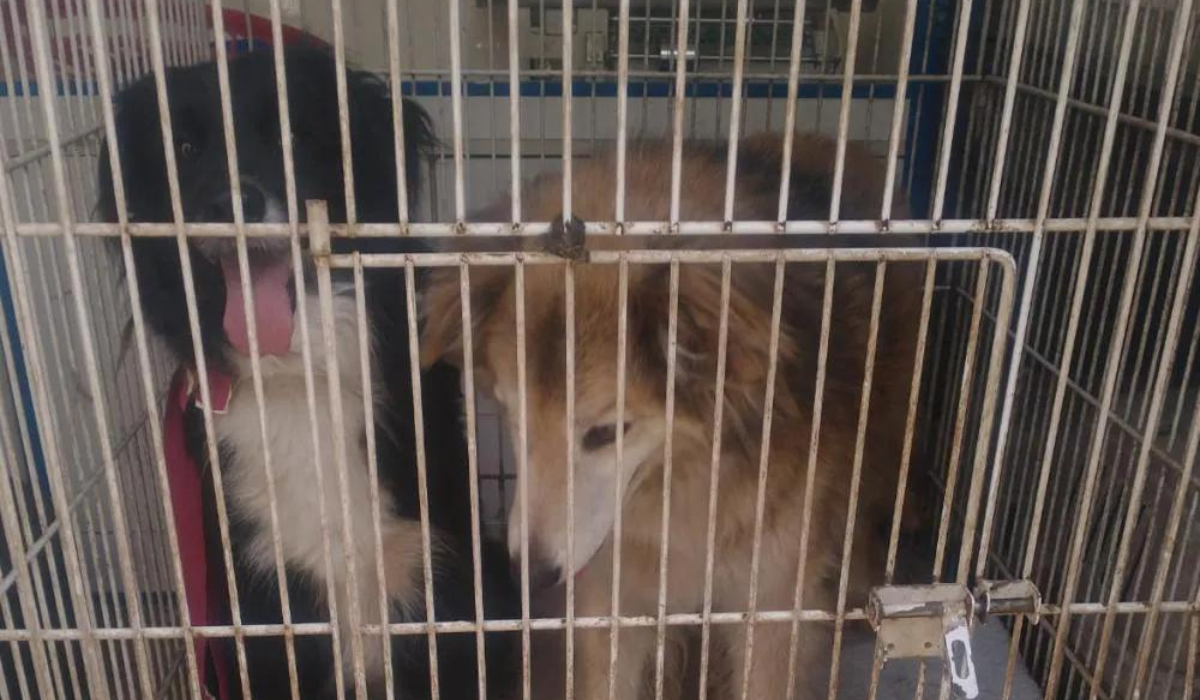 Rescataron en Lomas a perros y gatos maltratados: estaban en jaulas