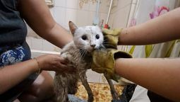 luis guillon: rescataron a un gato que cayo a un pozo de ocho metros