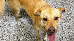 monte grande: aparecio una perra perdida en la puerta de la secundaria 18 y buscan a sus duenos