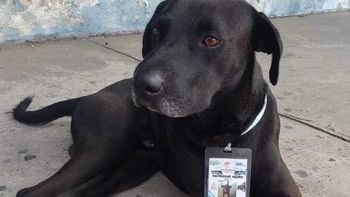 Un perrito consiguió trabajo en una terminal de micros y se volvió viral