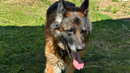 monte grande: el campito refugio busca a la familia de una perra que se escapo tras la explosion en ezeiza