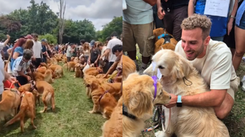 Argentina tiene el récord mundial de la mayor juntada de Golden Retriever gracias a un vecino de Monte Grande