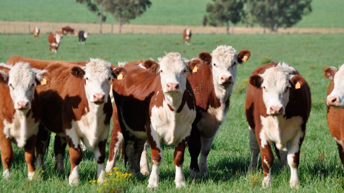 Medio ambiente: enojo del sector ganadero por la iniciativa Lunes sin carne