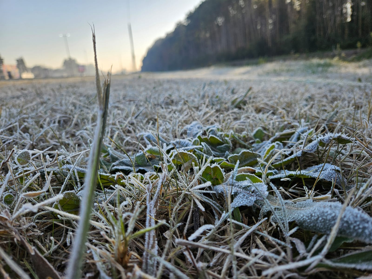 Los campos se encuentran cubiertos de blanco.
