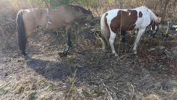 Robaron caballos de un centro de equinoterapia de San Vicente y cayeron en Guernica