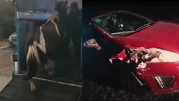 un auto choco con un carro tirado por caballos: los animales fueron rescatados