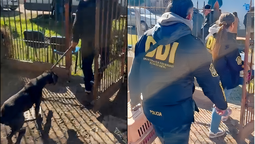 almirante brown: rescataron a 17 animales de un criadero de perros ilegal