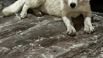 Encontraron a un lobo blanco atado en medio de un allanamiento a una dealer paraguaya en Florencio Varela