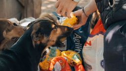 misiones solidarias para ayudar a los que ayudan a los animales: la iniciativa de un vecino