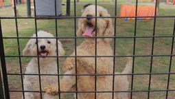 el campito de monte grande refugio a 42 de los perros rescatados en el criadero trucho de adrogue