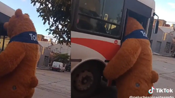 insolito: un oso intento subir al colectivo y se volvio viral
