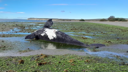 hallaron 21 ballenas muertas en la peninsula valdes: habrian consumido algas toxicas