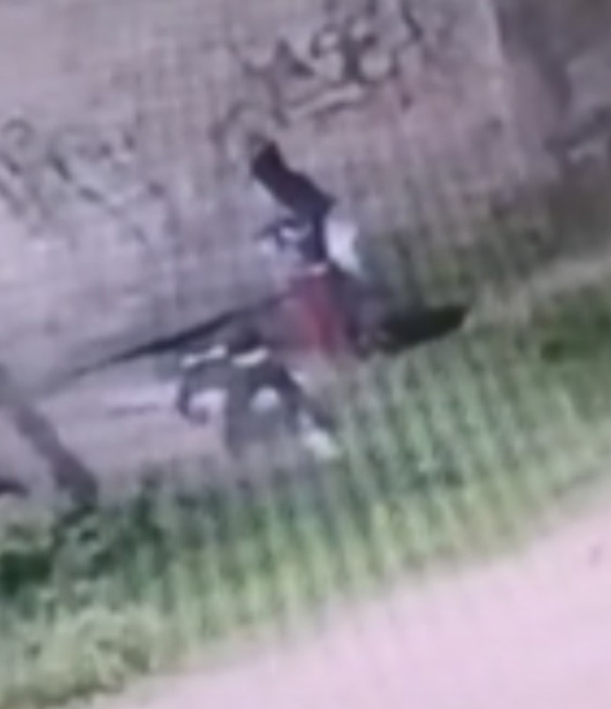 Momento en el que vecinos de Solano lo encuentran. 