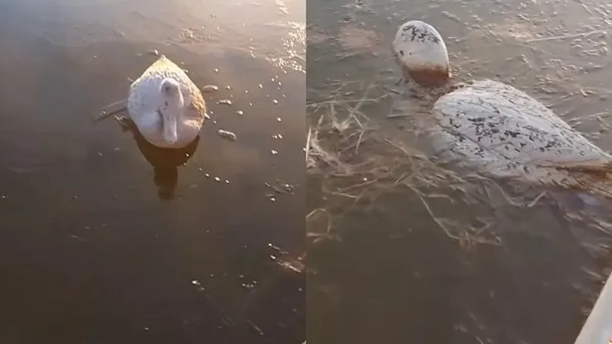 Patos congelados en un tanque de agua en 9 de Julio debido a la ola polar.