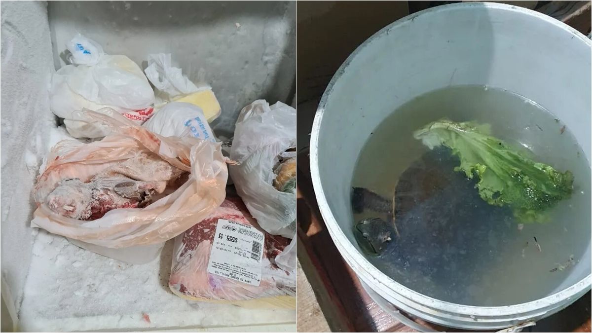 Cobayos congelados y una tortuga dentro de un balde. Imágenes del horror en Lomas de Zamora y Retiro.