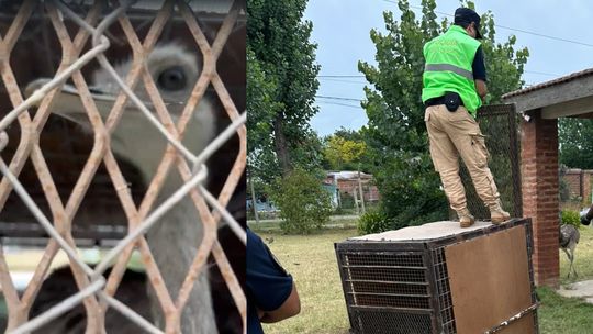 Allanamiento en San Vicente: rescataron un ñandú