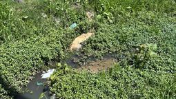 Almirante Brown: un perro fue rescatado de una zanja tras agonizar por más de cuatro horas