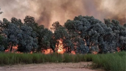 Incendio de pastizales en Ezeiza: trabajan varias dotaciones de Bomberos cerca de la autopista Presidente Perón