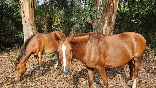 Denuncian el robo de dos yeguas en San Vicente: Son como nuestros perros
